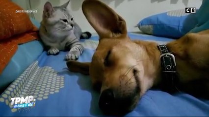 Le "vu/pas vu"... spécial animaux !