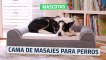[CH] Primera cama de masajes para perros