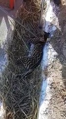 Bombeiros resgatam jaguatirica