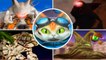 Blinx 2: Masters of Time & Space All Bosses (XBOX)