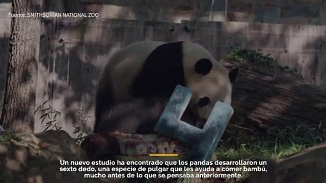 Estudio revela que los pandas desarrollaron un sexto dedo antes de lo que se pensaba