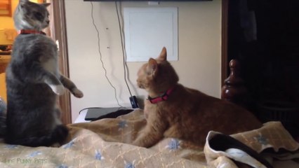 Funniest Cat Videos on the Planet  - Best Funny Animal Videos 2022 - Life Funny Pets