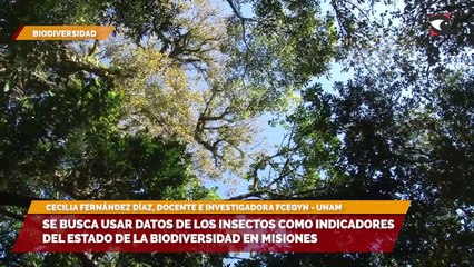 Se busca usar datos de los insectos como indicadores del estado de la biodiversidad en Misiones