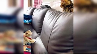 Baby Cats - Cute and Funny Cat Videos Compilation #44 _ Aww Animals