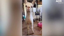 Sunny the Alpaca - 1/07/22 - Illawarra Mercury