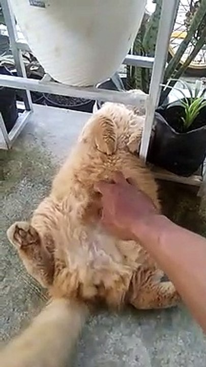 cat enjoying a nap