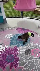 Gaitlyn sent 3 tire swings to her friends American Primate Haven !