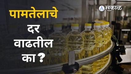Palm oil | जागतिक बाजारात पामतेलाची घसरगुंडी  | Sakal Media
