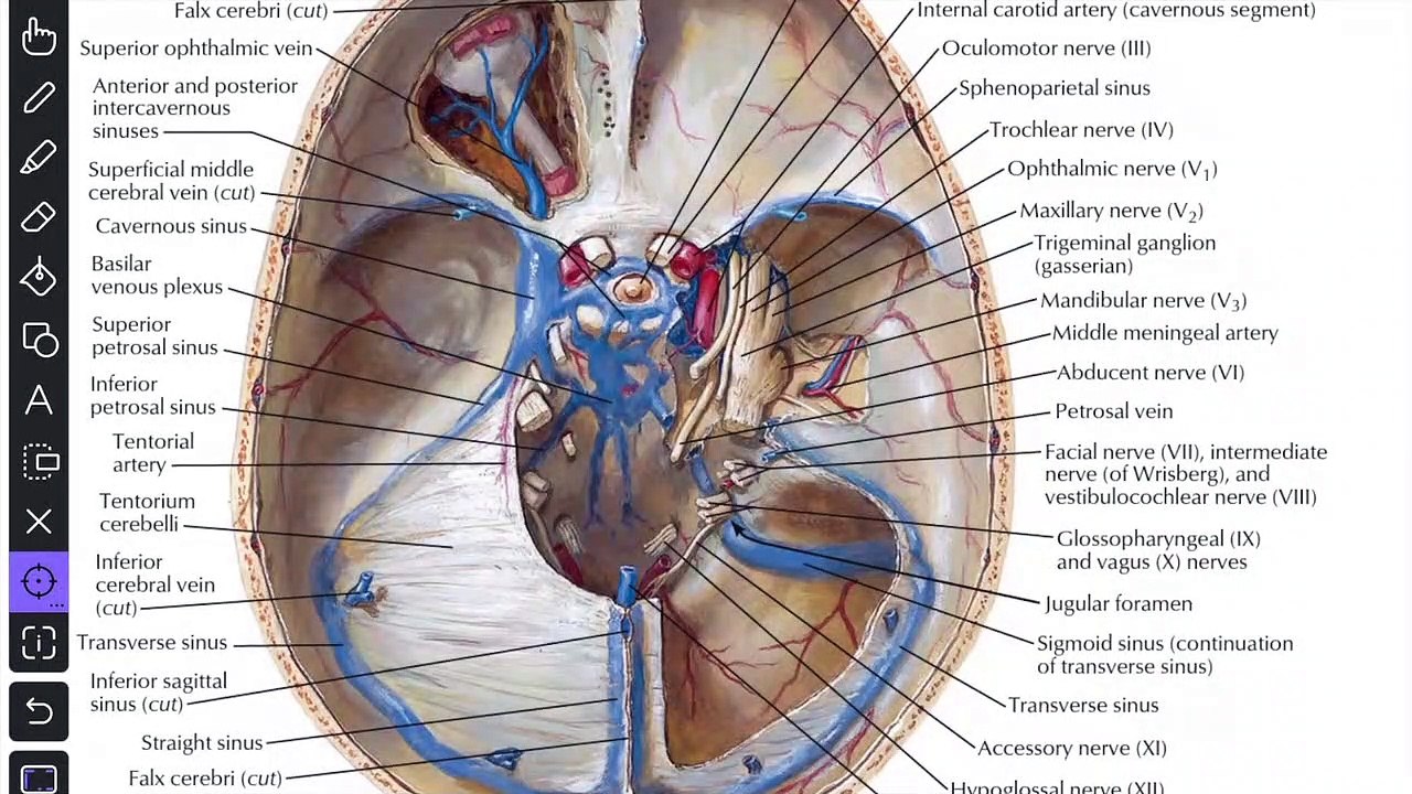 Cavernous Sinuses Anatomy : Situation, Relations, Tributaries, Communications