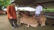 Mishri organic farm Gaushala, Moviya, Gondal, A Heaven on Earth for Cows Best Gaushala in the World