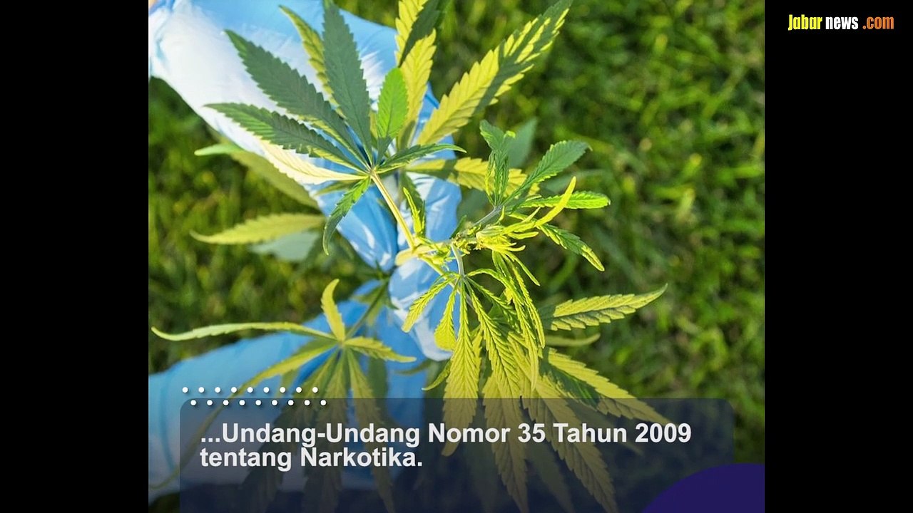 Legalisasi Ganja untuk Medis Dikhawatirkan Bisa Tingkatkan Kasus Narkoba