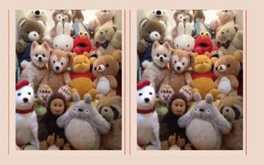 Saurez-vous trouver le vrai chien sur cette image ? Peu réussissent