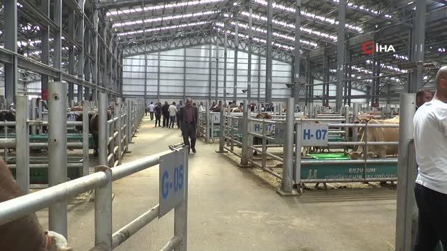 Doğu Anadolu Canlı Hayvan Pazarı'nda kurban hareketliliği başladı