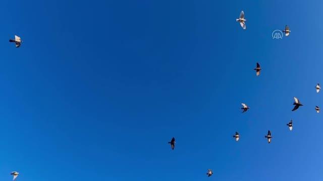 Mülteci kampının güvercinleri özgürlüğe kanat çırpıyor