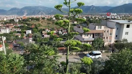 Ömründe bir kere çiçek açan 'sabır otu' Denizli'de ortaya çıktı