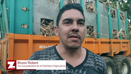 Canne à sucre : L'importance de la diversification