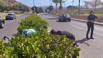 Polícia corta trânsito para ajudar patos a atravessar estrada em Espanha