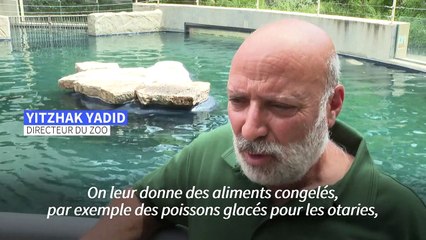 Au zoo de Rome, des glaces pour aider les animaux face à la canicule