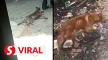 Videos of two poorly treated dogs go viral