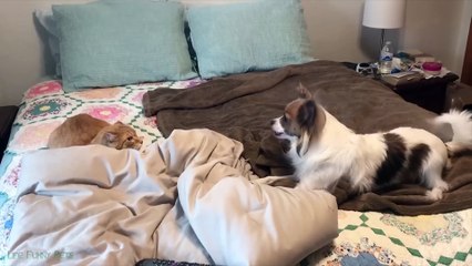 Funniest Cat Videos on the Planet  - Best Funny Animal Videos 2022 | Life Funny Pets