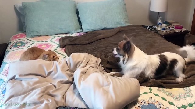 Funniest Cat Videos on the Planet - Best Funny Animal Videos 2022 | Life Funny Pets