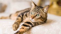 Katzen, die nicht haaren: Mythos oder Wahrheit?