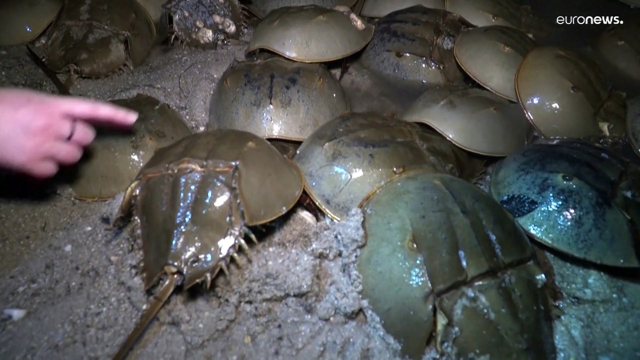 Pfeilschwanzkrebse: Liebenswerte, lebende Fossilien werden in Delaware geschützt