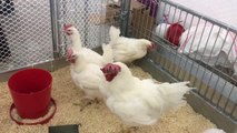 ESKİŞEHİR - Yerli etlik damızlık tavuk 