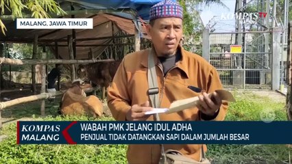 Penjualan Hewan Kurban Sapi di Tengah Wabah PMK Harus Penuhi Sejumlah Syarat