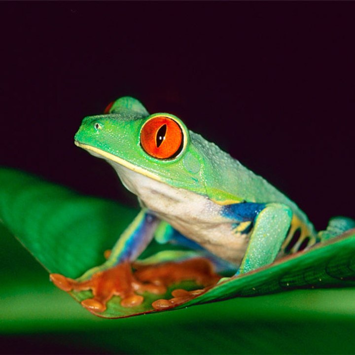 Französische Feinschmecker tragen zur Ausrottung der Frösche bei