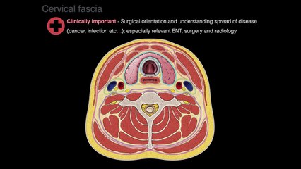 Deep Cervical fascia