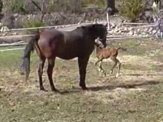 La pouliche a trois jours