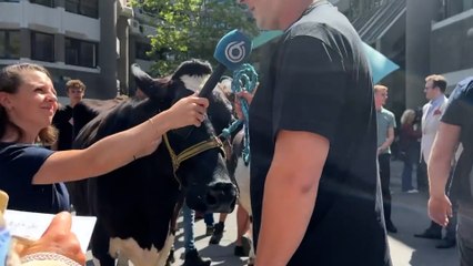 Çiftçiler, inekleriyle meclisi bastı