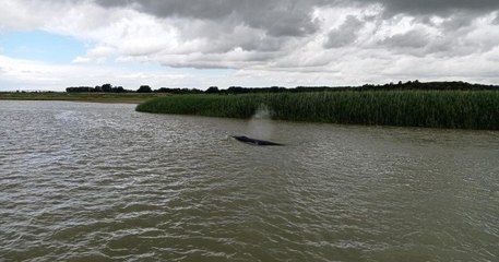 Un cétacé de 10 mètres de long a été aperçu en train de nager dans la Seine, près du Havre