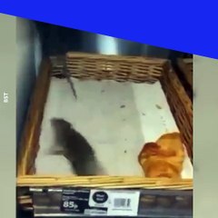 Des rats filmés en train de courir dans des croissants