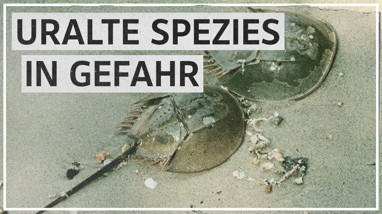 Pfeilschwanzkrebse: Urzeitliche Spezies in Gefahr