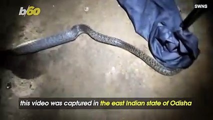 Unbelievable! This is the Moment a Cobra Vomits Up a Massive PVC Pipe
