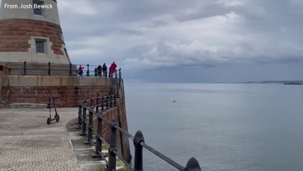 Dolphins off Roker Pier - from Josh Bewick