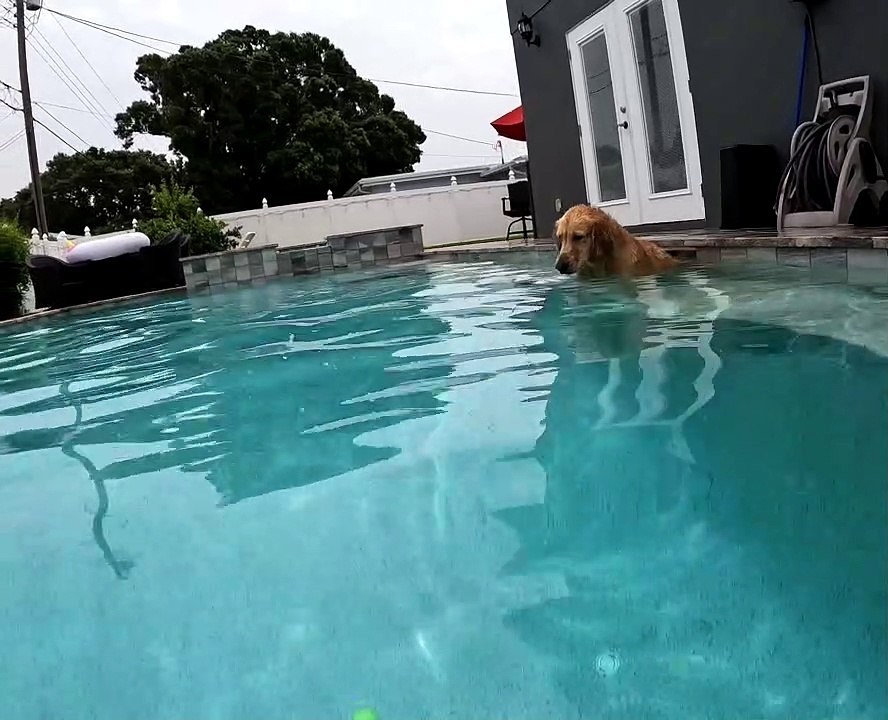 Diving Dog Grabs Ball From Bottom of Pool
