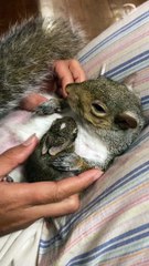 Rescue Squirrel Cuddles a Baby Rabbit