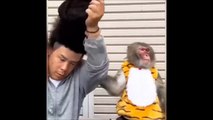 Ce singe ne s'attendait pas à cette coupe de cheveux...