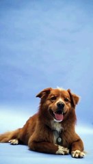 A dog who loves to laugh