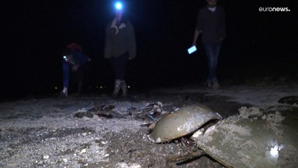 These covid-fighting crustaceans have outlived dinosaurs. Now they are at risk of extinction