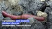 En France, un ver marin testé pour les greffes humaines
