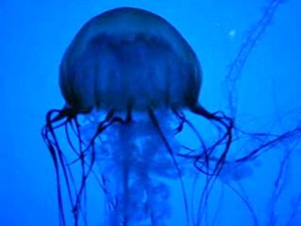 Méduses, Aquarium New England, Boston