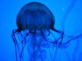 Méduses, Aquarium New England, Boston