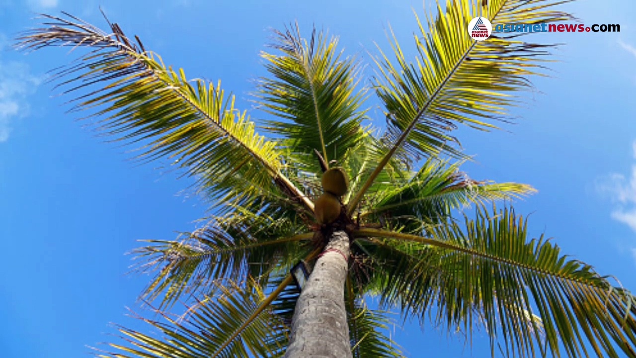 'അടിച്ചുഫിറ്റായി' തെങ്ങിന്മേല്‍ കയറിയൊരു ഉറക്കം; ഒടുവില്‍ താഴെയിറക്കാന്‍ ഫയര്‍ഫോഴ്‌സും