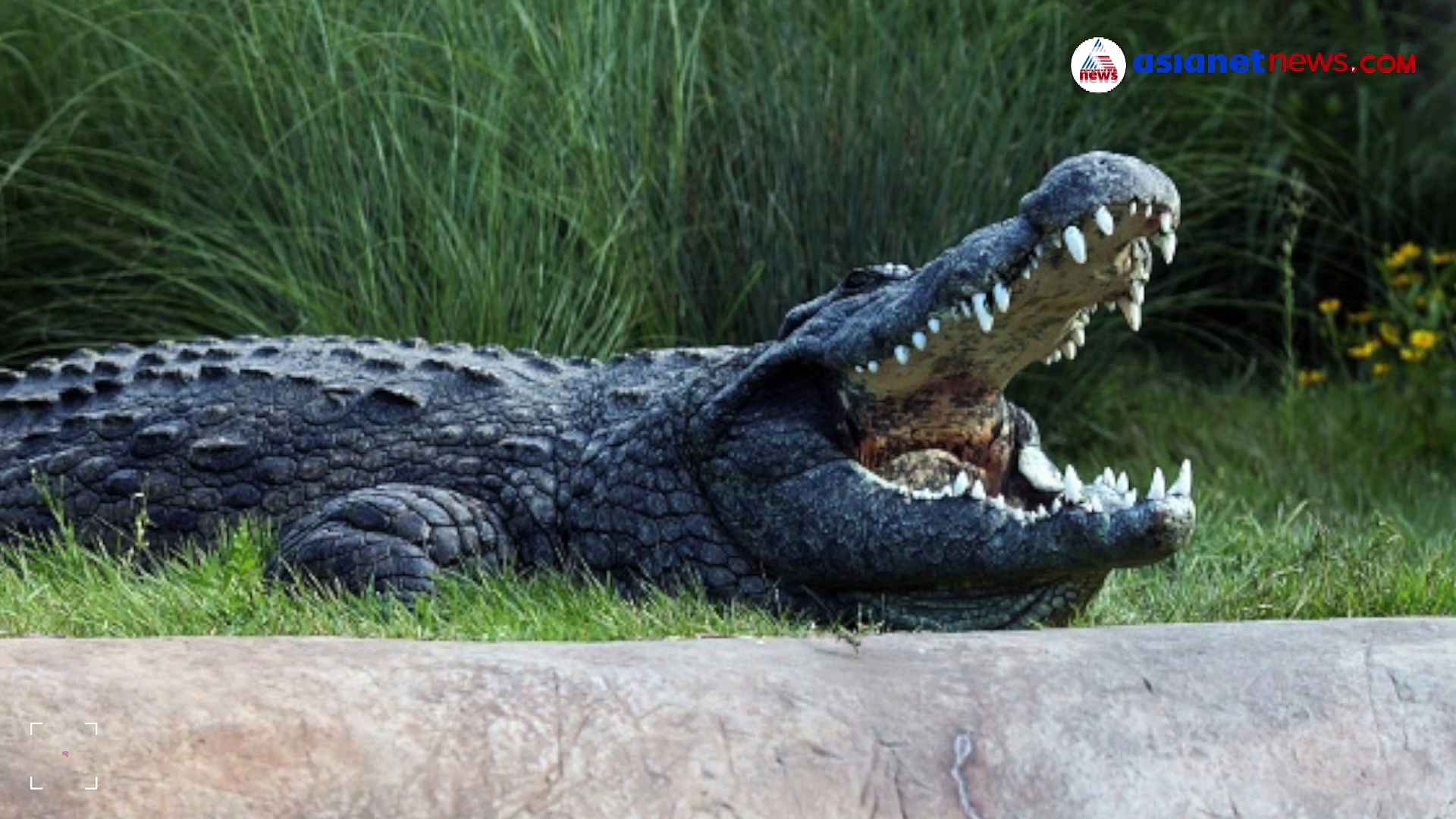 16 അടി നീളം, കൊന്നത് 80ല്‍ അധികം പേരെ; ഒരു നാടിനെയാകെ വിറപ്പിച്ച ഒസാമ