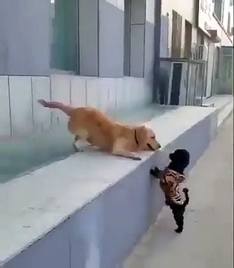 'ആദ്യത്തെ ഉമ്മയാണെന്ന് തോന്നുന്നു'; വൈറലായി വീഡിയോ