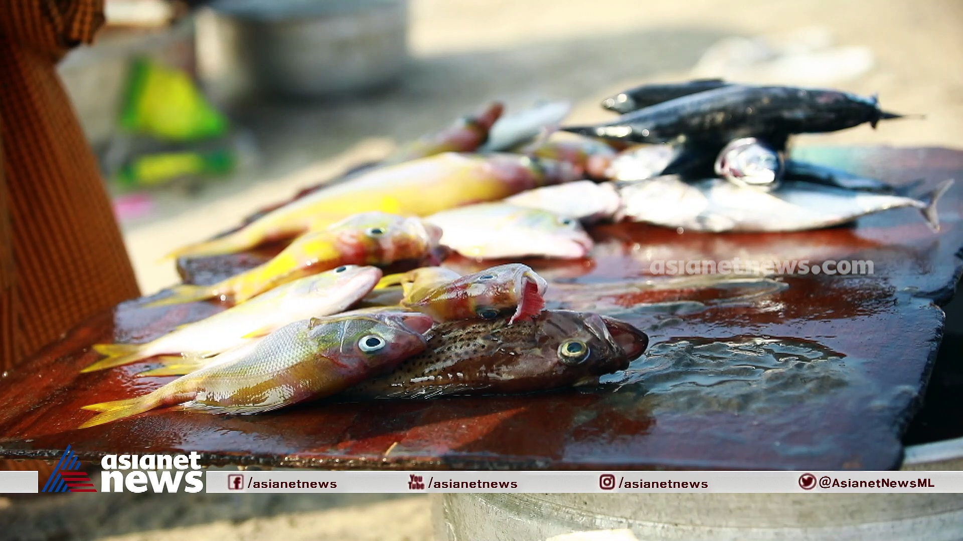 മത്തി കഴിക്കാൻ കിട്ടാതാവുമോ മലയാളിക്ക്?